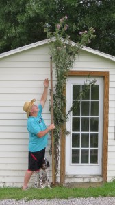 This may be the world's tallest bull thistle: 10 feet, 7 inches tall!