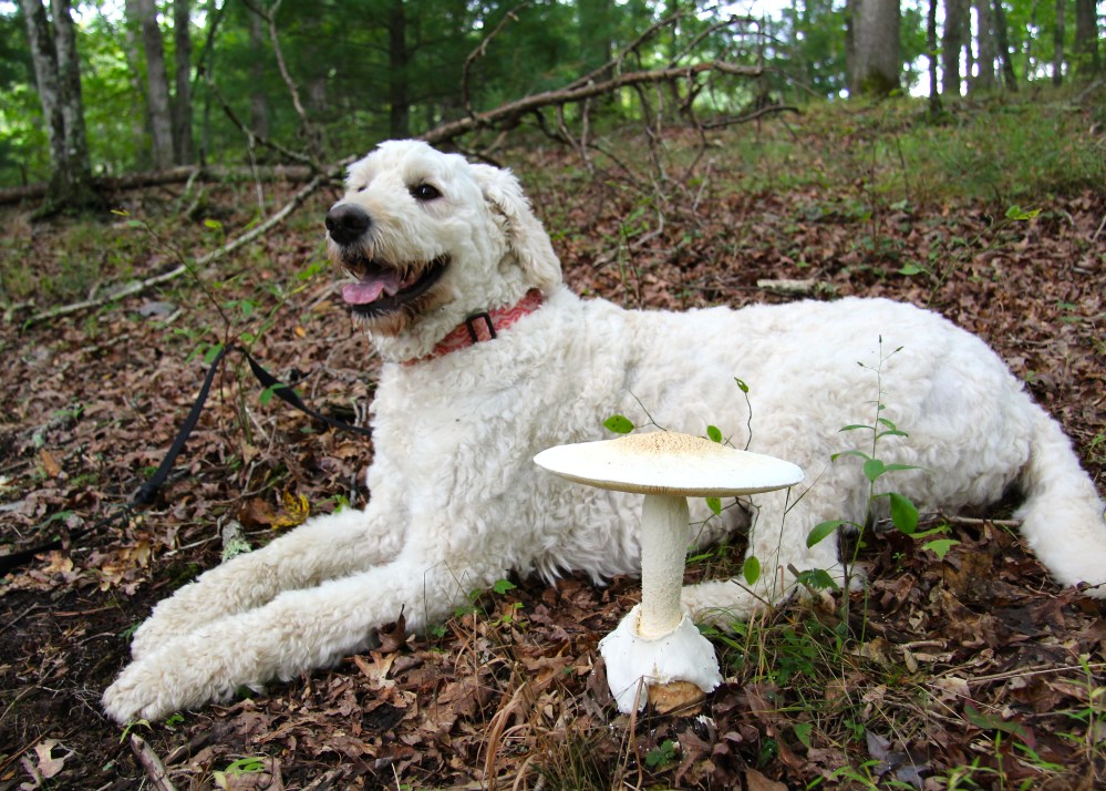 Mari, with Coker's Amanita
