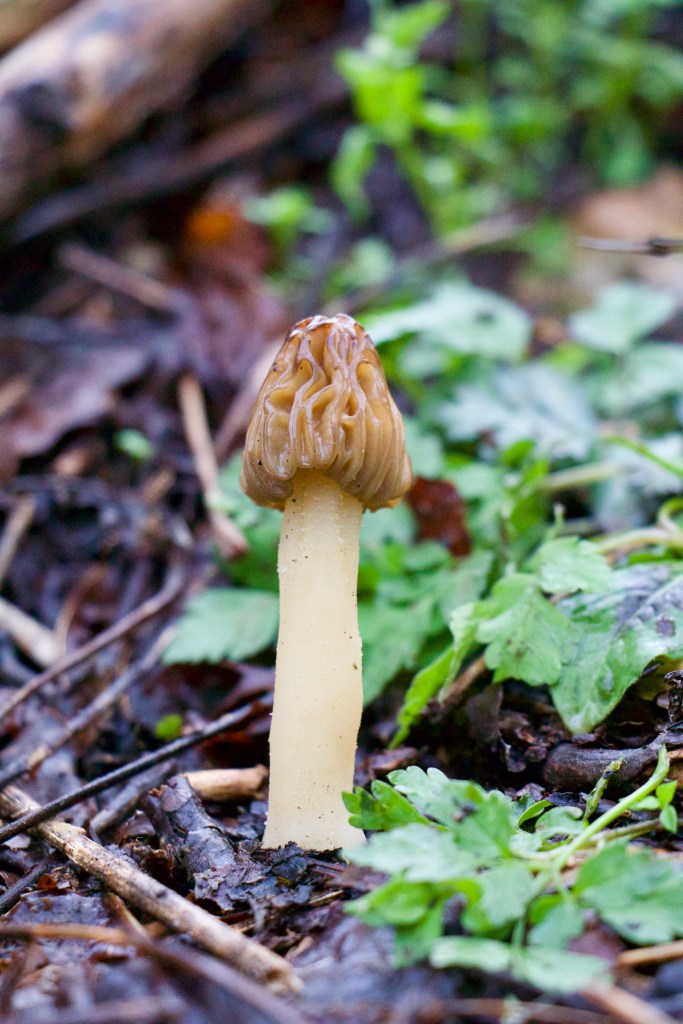Morels VIRGINIA WILDFLOWERS