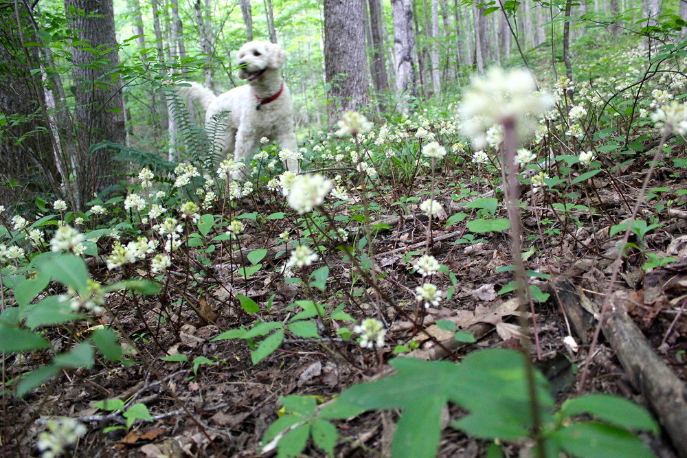 Miss Mari in the same ramp spot on June 29th: note there are now no ramp leaves, only a profusion of white flowers