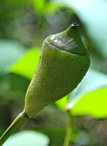 twinleaf capsule