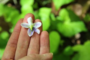 Turn it over- the back side is purplish