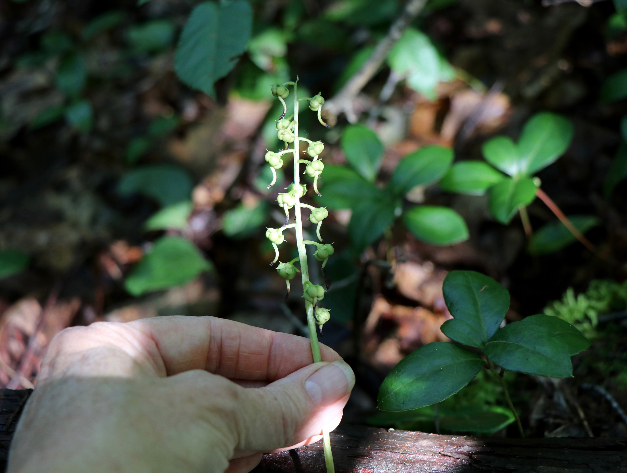 American Wintergreen or Round-leaved Pyrola – VIRGINIA WILDFLOWERS