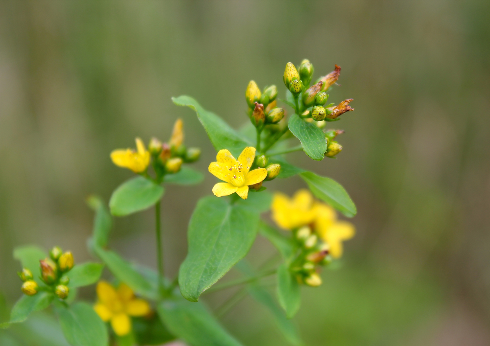 Spotted St. John's Wort