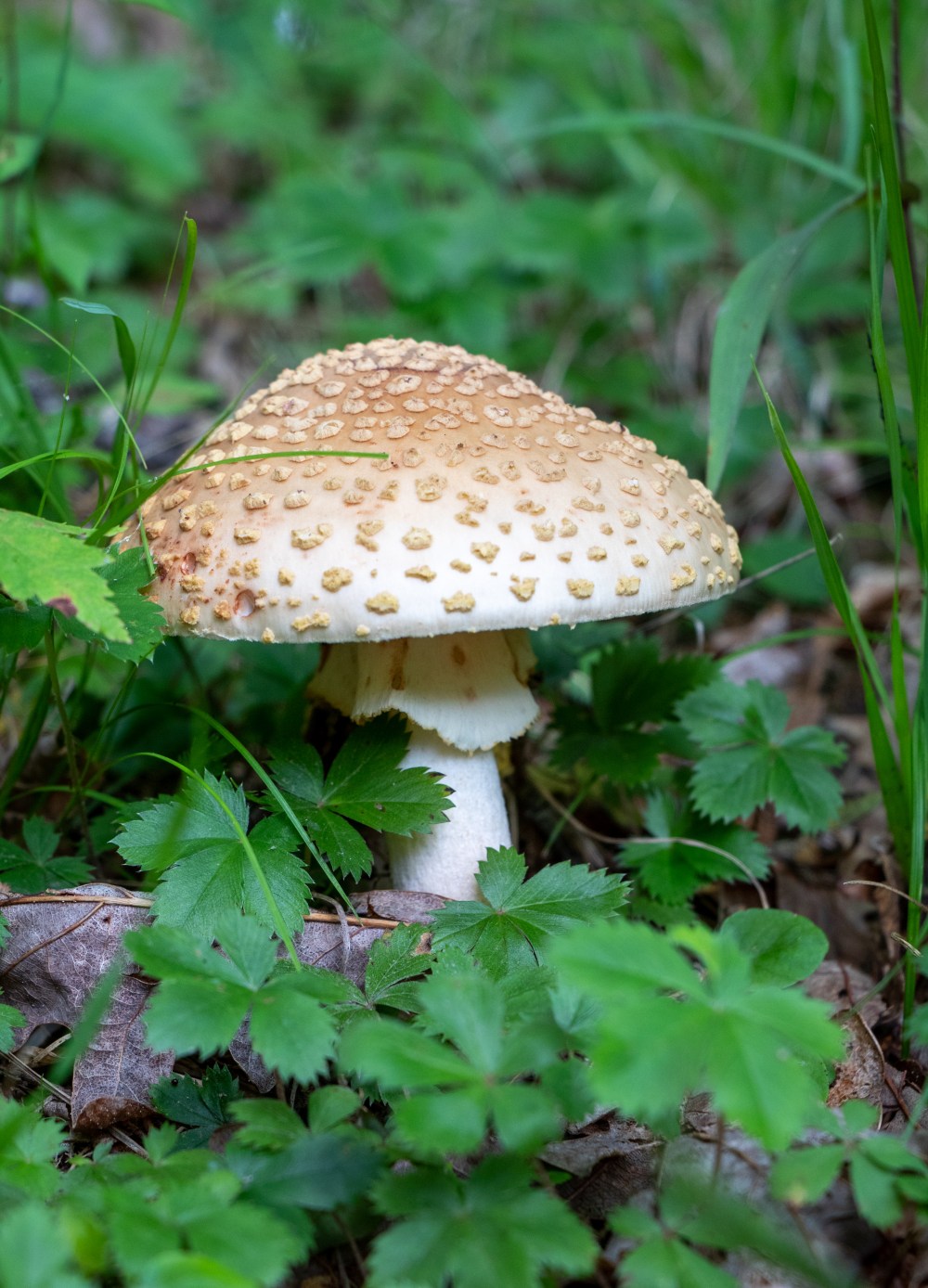 Amanita rubescens