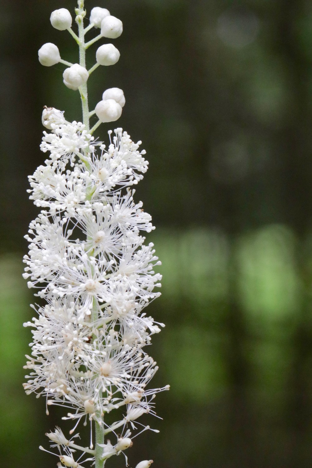 Black Cohosh