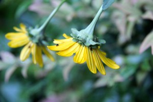 Heliopsis helianthoides