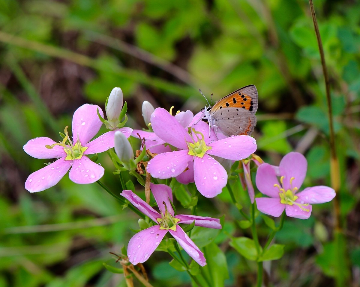 Common Rose Pink – VIRGINIA WILDFLOWERS