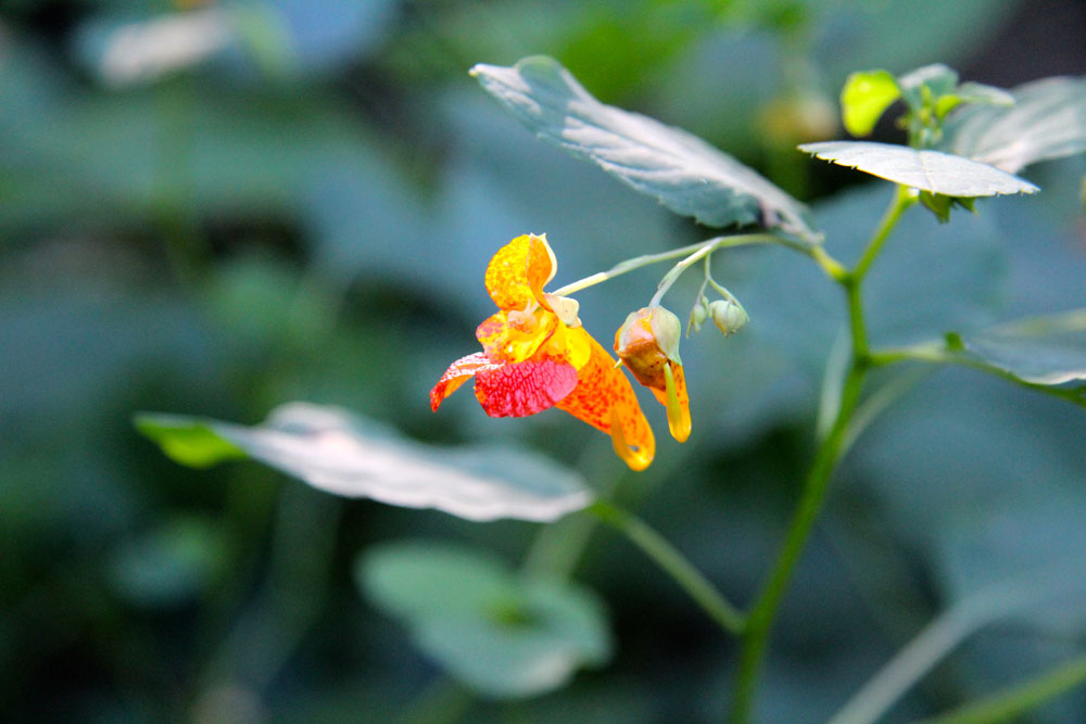 Jewelweed