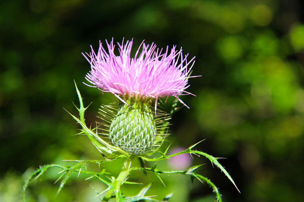 Thistle