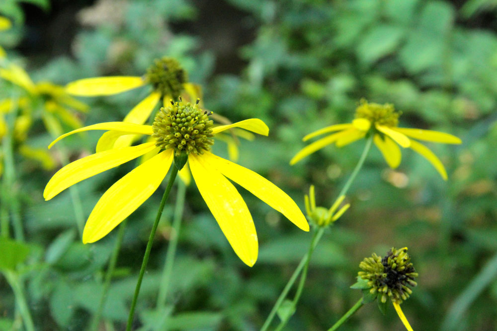 Green-headed Coneflower