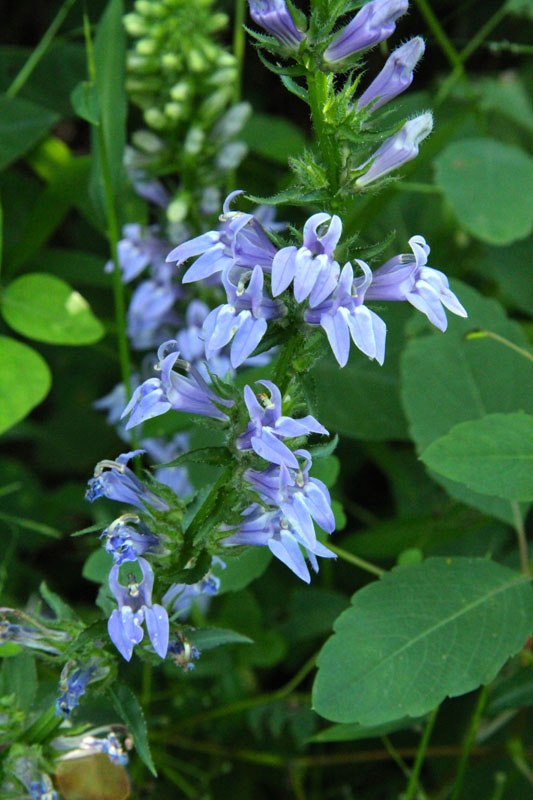 Great Blue Lobelia