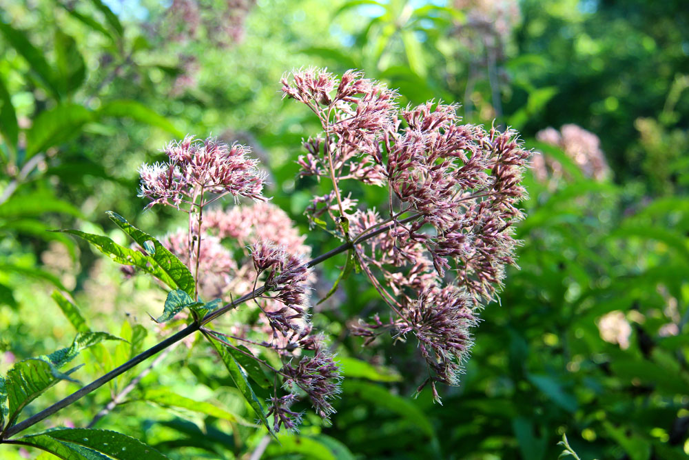 Joe Pye Weed
