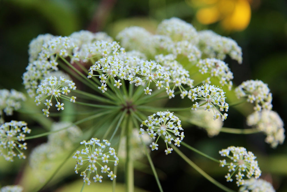 Meadow Parsnip