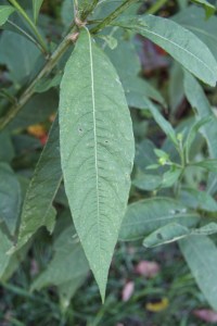 Wingstem_leaf