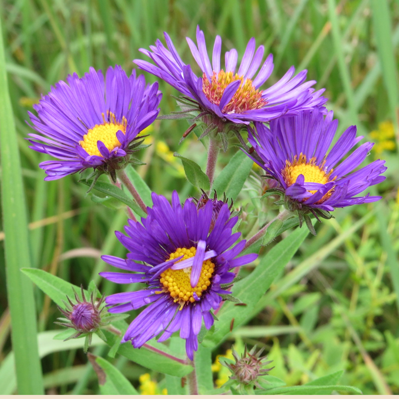 New England Aster: photo by Brian Murphy