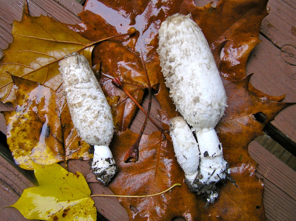 Shaggy Mane Mushrooms