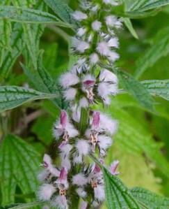 Motherwort