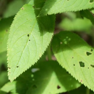 Germander or Wood Sage