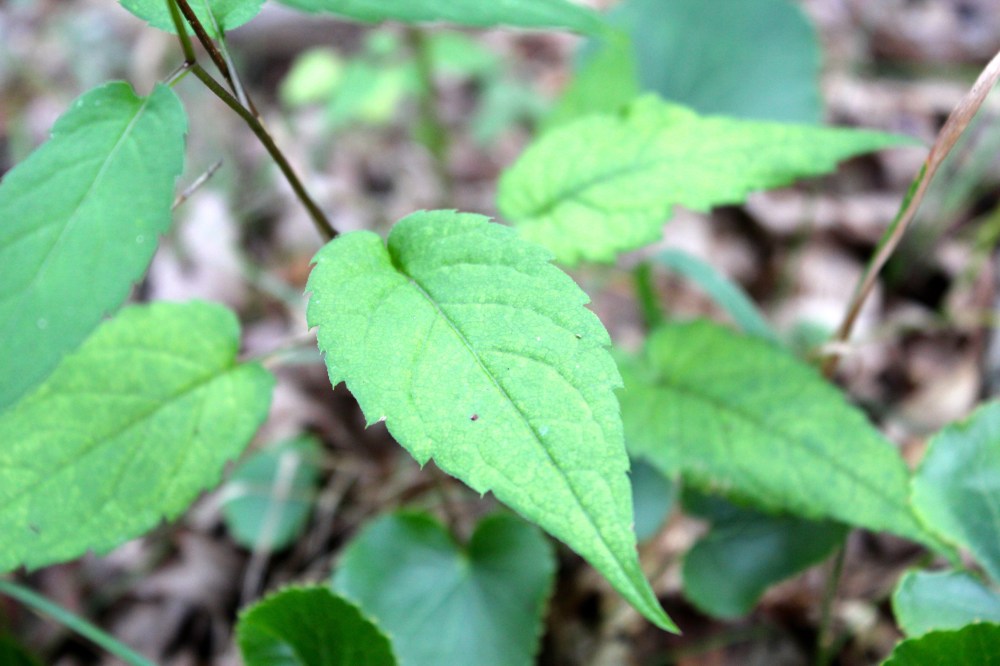 wood aster
